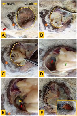 A novel enucleation– exenteration approach of the equine eye via the supraorbital fossa: an experimental and clinical study in donkeys (Equus asinus)